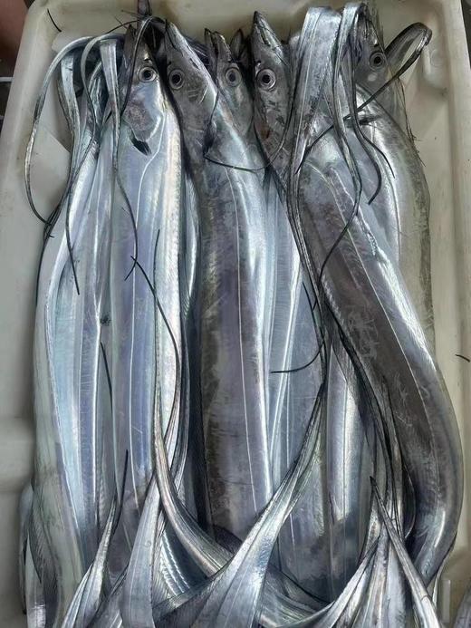 舟山本港野生小眼睛钓带21.8约1.5斤4-5条／，明天到 商品图0