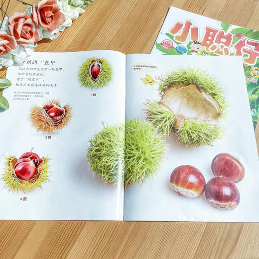 【杂志】《小聪仔》自然科普杂志2026年刊订阅（科普版、幼儿版） 商品图4