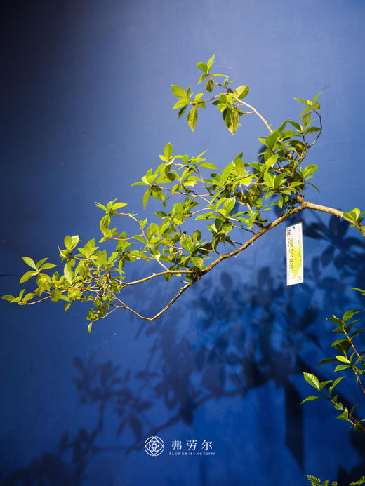 海岛栀子花② 商品图1