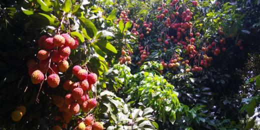 【广州】京族虾灯慢门、荔枝人像1天 商品图3