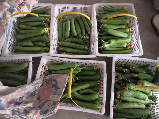 有机丝瓜| 有机种植，新鲜健康，口感鲜美，清香怡人，产地直发⭐️顺丰快递 商品图5