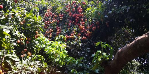 【广州】京族虾灯慢门、荔枝人像1天 商品图5