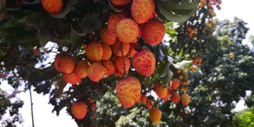 【广州】京族虾灯慢门、荔枝人像1天 商品图1