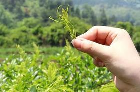 重大发现：鸡蛋与此物同吃，睡眠好了，免疫力提高20倍，现在吃最好！(切记要收藏）