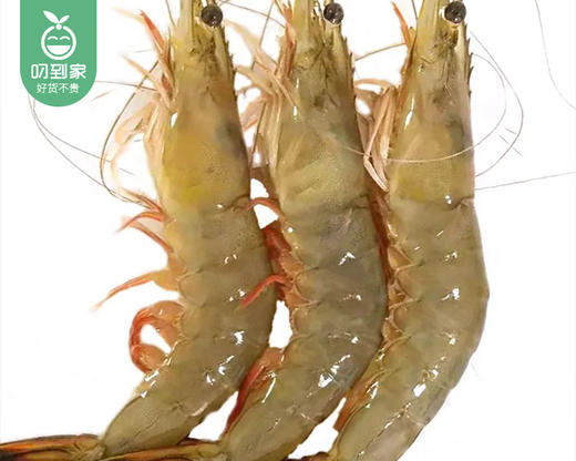 本港冰鲜大红虾/1份（约300g，9-11条） 商品图3