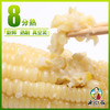 老街基东北黄糯玉米白糯玉米220g 商品缩略图5