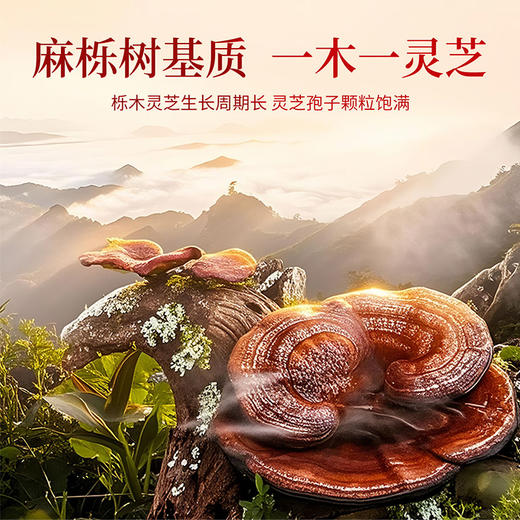 雷允上破壁灵芝孢子粉胶囊42g（350mg*30粒/瓶*4瓶）/盒 商品图5