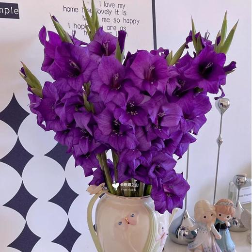 【紫霞仙子】剑兰 - 紫色系  5枝 | 5.27公众号专享 商品图2