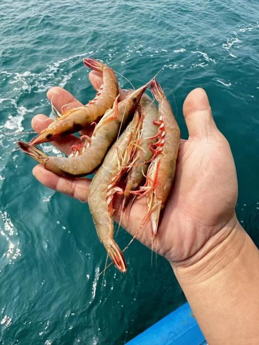 & 剑虾，滑皮虾，壳脆硬壳海虾，鲜甜补钙【活冻】 商品图9