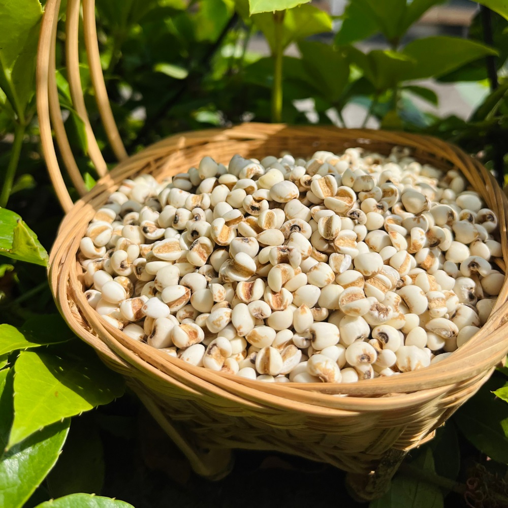 【米面精选】云南墨江薏仁米 生长在1400米的哈尼梯田上 生态种植 煮后柔糯清香 丝丝回甜 悠悠米香