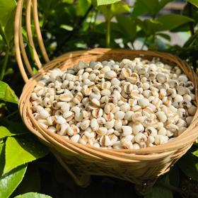 【米面精选】云南墨江薏仁米 生长在1400米的哈尼梯田上 生态种植 煮后柔糯清香 丝丝回甜 悠悠米香