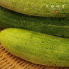 生态露天黄瓜（农场直发-顺丰包邮）| 3斤/5斤装 商品缩略图8
