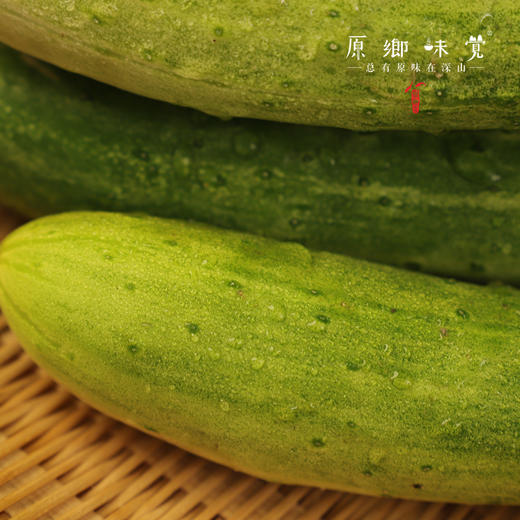 生态露天黄瓜（农场直发-顺丰包邮）| 3斤/5斤装 商品图8