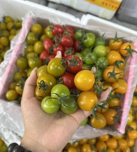 一口爆汁4色小番茄 约1.8斤/箱   |水果 商品图0