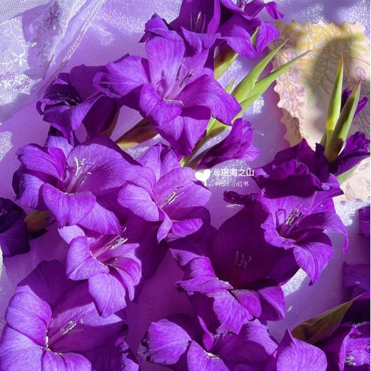 【紫霞仙子】剑兰 - 紫色系  5枝 | 5.27公众号专享 商品图1
