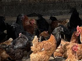 【预定后新鲜现杀】【鸿翠园有机食蔬溜达母鸡/乌鸡】机食蔬饲喂养