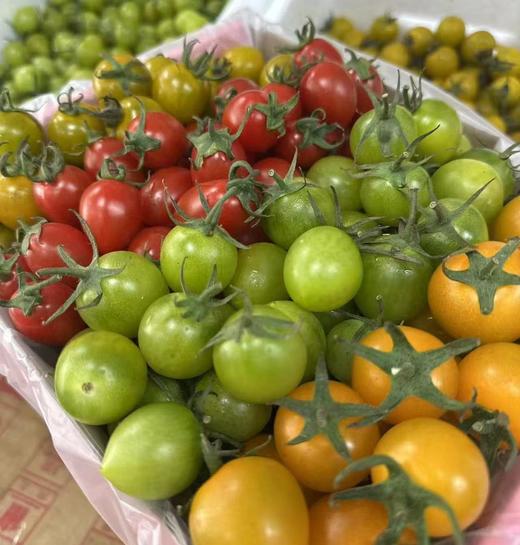 一口爆汁4色小番茄 约1.8斤/箱   |水果 商品图1