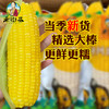 老街基东北黄糯玉米白糯玉米220g 商品缩略图0