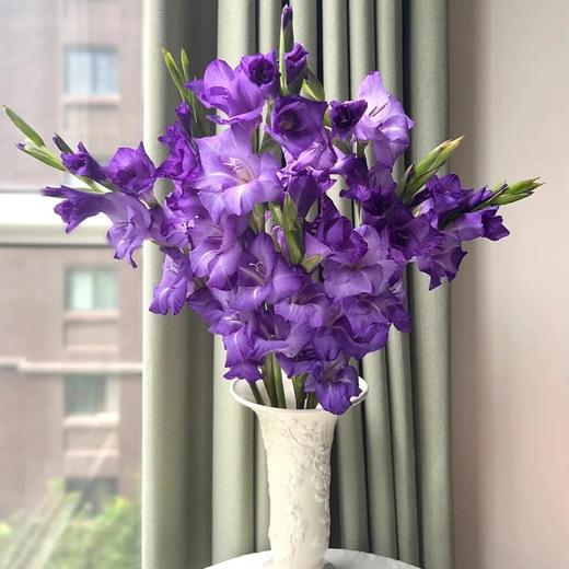 【紫霞仙子】剑兰 - 紫色系  5枝 | 5.27公众号专享 商品图0