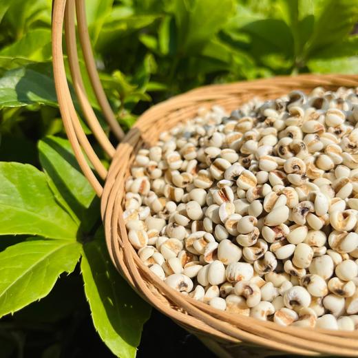 【米面精选】云南墨江薏仁米 生长在1400米的哈尼梯田上 生态种植 煮后柔糯清香 丝丝回甜 悠悠米香 商品图4