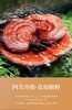 灵芝孢子油 商品缩略图3