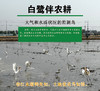2025新米【买2盒减8元+送2袋（0.5kg/袋）有机粥米】马棚湾有机大米 产地高邮 生态大米 外形饱满 油亮光滑清香四溢 富有弹性和韧性 富含矿物质和微量元素 商品缩略图3