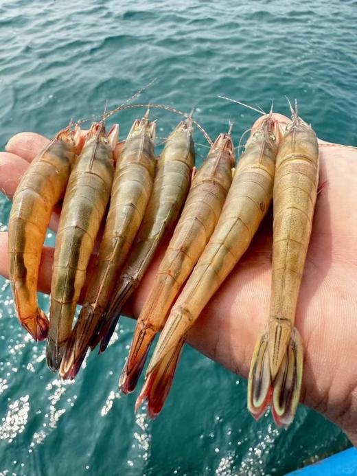 & 剑虾，滑皮虾，壳脆硬壳海虾，鲜甜补钙【活冻】 商品图0