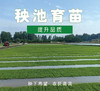 2025新米【买2盒减8元+送2袋（0.5kg/袋）有机粥米】马棚湾有机大米 产地高邮 生态大米 外形饱满 油亮光滑清香四溢 富有弹性和韧性 富含矿物质和微量元素 商品缩略图8