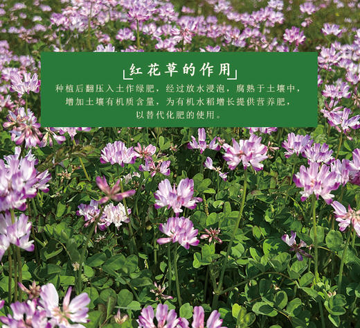 2025新米【买2盒减8元+送2袋（0.5kg/袋）有机粥米】马棚湾有机大米 产地高邮 生态大米 外形饱满 油亮光滑清香四溢 富有弹性和韧性 富含矿物质和微量元素 商品图1