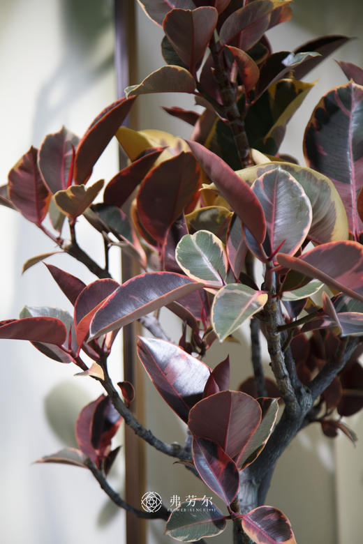 红关公 商品图2