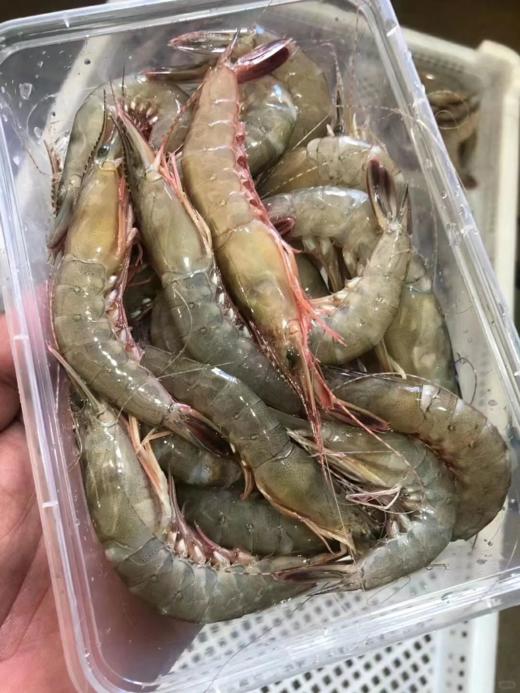 & 剑虾，滑皮虾，壳脆硬壳海虾，鲜甜补钙【活冻】 商品图3