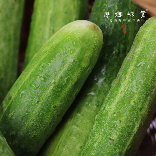 生态露天黄瓜（农场直发-顺丰包邮）| 3斤/5斤装 商品图11