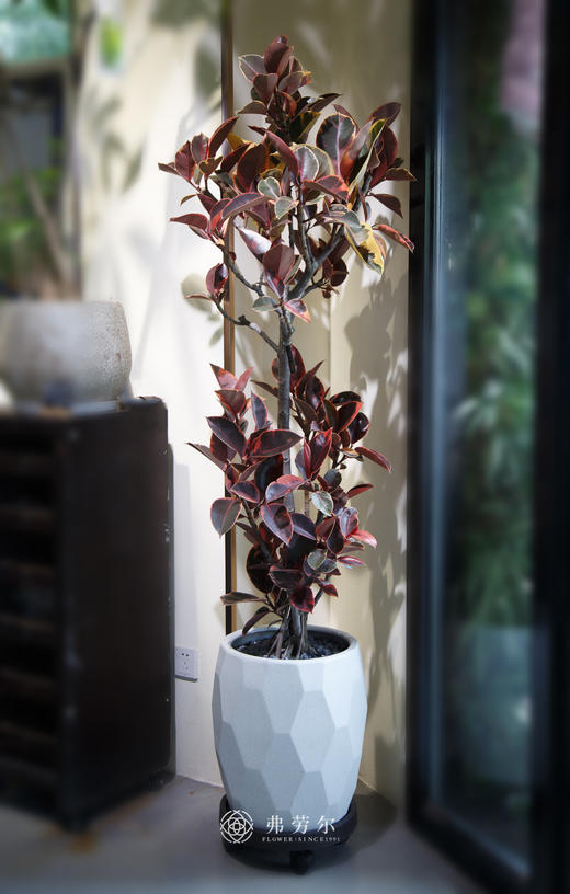 红关公 商品图0