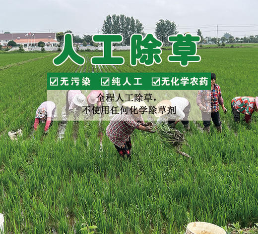 2025新米【买2盒减8元+送2袋（0.5kg/袋）有机粥米】马棚湾有机大米 产地高邮 生态大米 外形饱满 油亮光滑清香四溢 富有弹性和韧性 富含矿物质和微量元素 商品图5