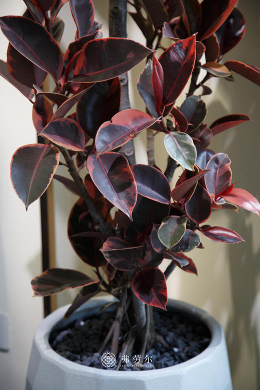 红关公 商品图1