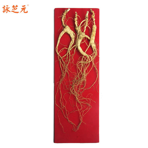 【咏芝元】小籽货小籽参林下籽野山参 10克/盒 15-18年以上参龄 性价比高 商品图3