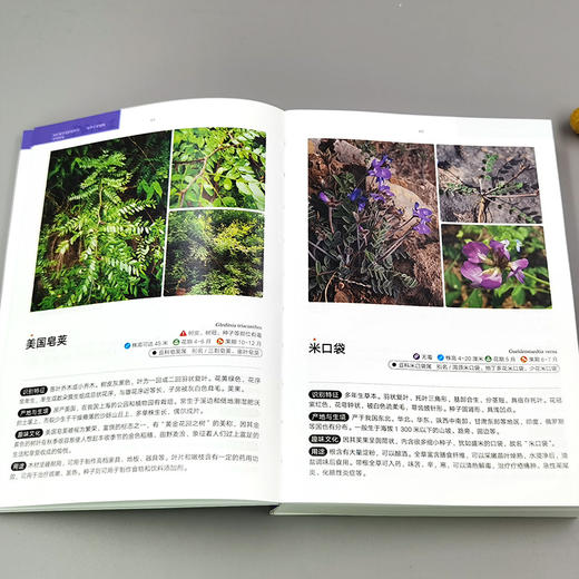 500种常见野花野草识别图鉴（彩图典藏版） 商品图3