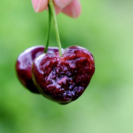 汉源正宗黑珍珠车厘子新鲜上市 礼盒装 家庭装 原产地车厘子黑珍珠大樱桃核心产区 顺丰快递 商品图6