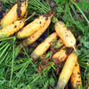 黄心胡萝卜新鲜蔬菜农家自种带泥黄胡萝卜 商品缩略图4