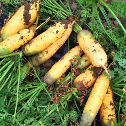 黄心胡萝卜新鲜蔬菜农家自种带泥黄胡萝卜 商品图4