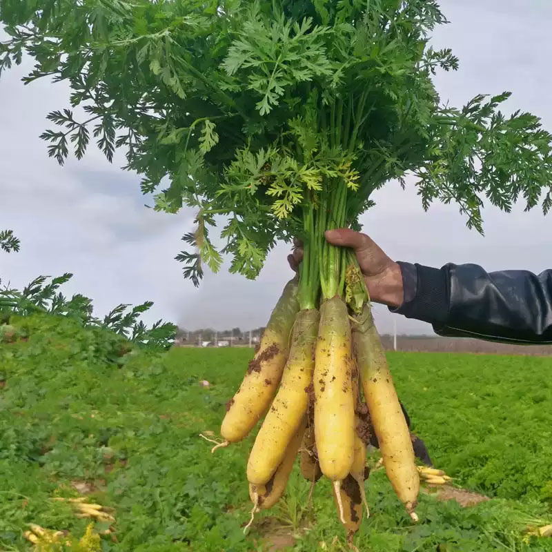 黄心胡萝卜新鲜蔬菜农家自种带泥黄胡萝卜