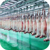 藏羊胴体（18-20kg/只）