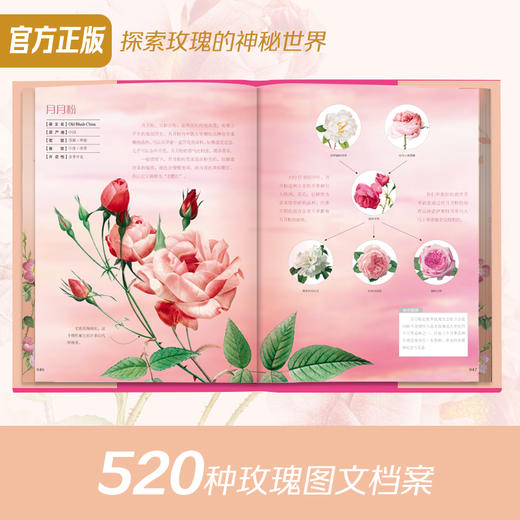 玫瑰全书 商品图2