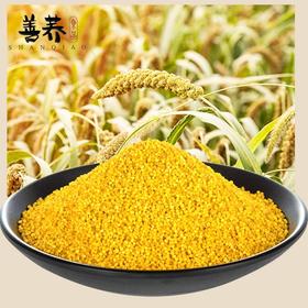 【秒杀25.12.19到期】会宁县善荞油香米250g（小米）