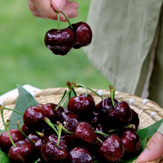 汉源正宗黑珍珠车厘子新鲜上市 礼盒装 家庭装 原产地车厘子黑珍珠大樱桃核心产区 顺丰快递 商品图3