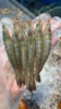 & 剑虾，滑皮虾，壳脆硬壳海虾，鲜甜补钙【活冻】 商品缩略图2