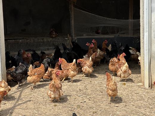 【预定后新鲜现杀】【鸿翠园有机食蔬溜达母鸡/乌鸡】机食蔬饲喂养 商品图4