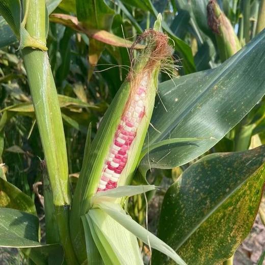 【悦惠精选】人间风物小花糯玉米1.58kg 商品图3