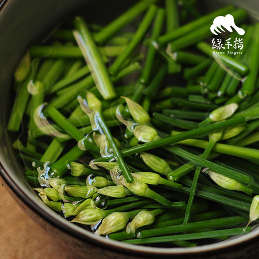 生态韭菜苔（广州） | 合作生产*Eco-Leek moss |Coprodution 商品图1