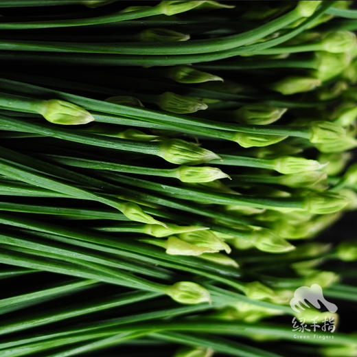 生态韭菜苔（广州） | 合作生产*Eco-Leek moss |Coprodution 商品图2